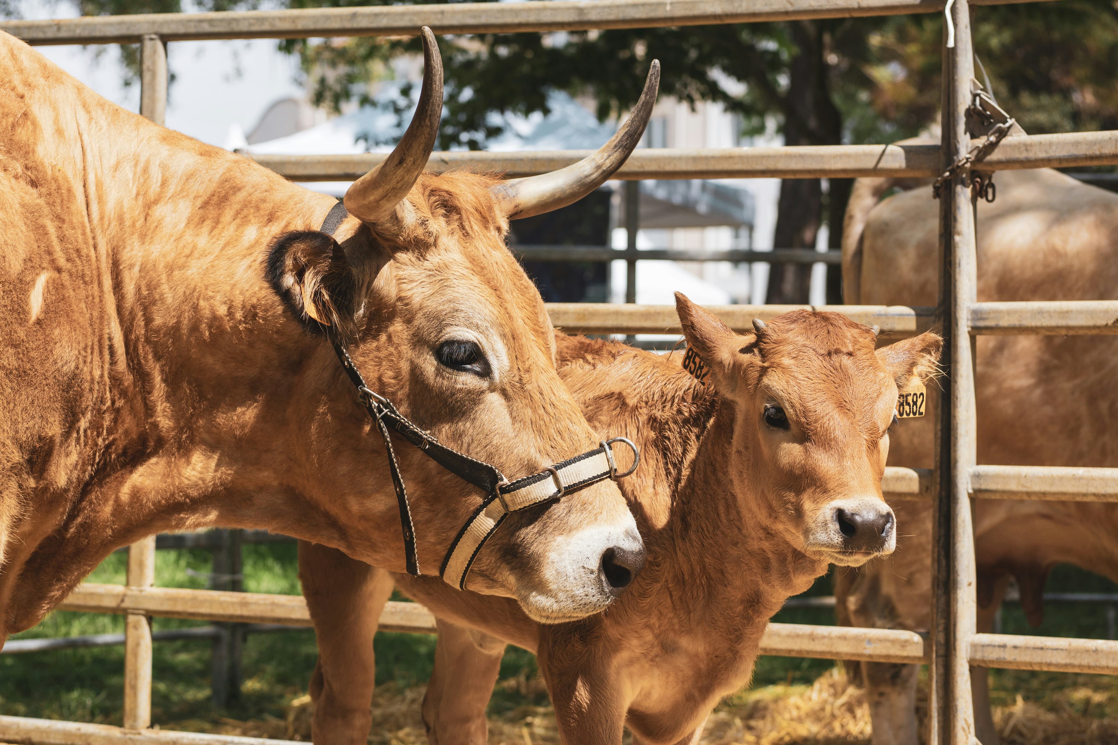 Cow and calf together in a corral at ZabihaHala MI Farm