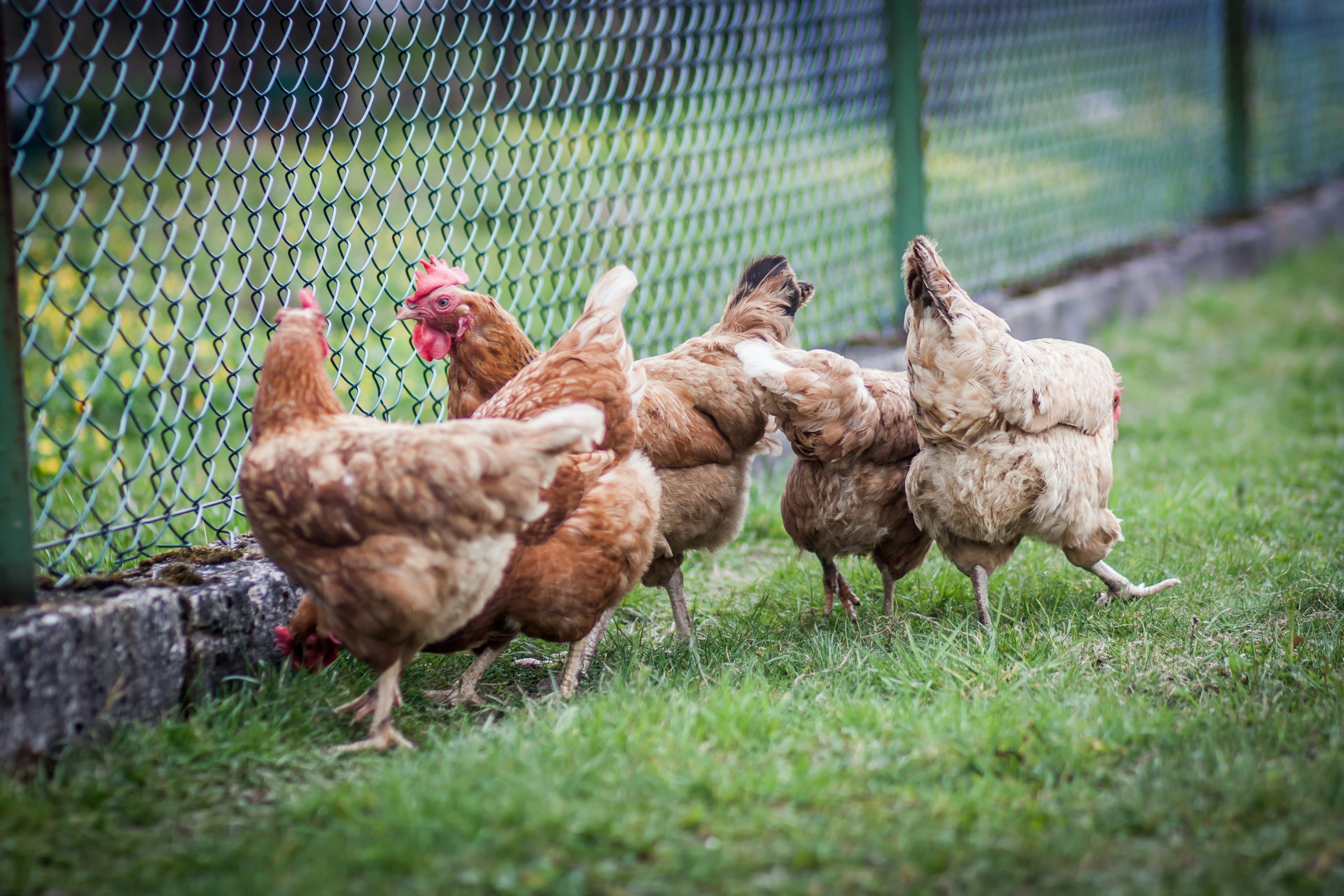 Free-range chickens by a fence at ZabihaHala MI Farm
