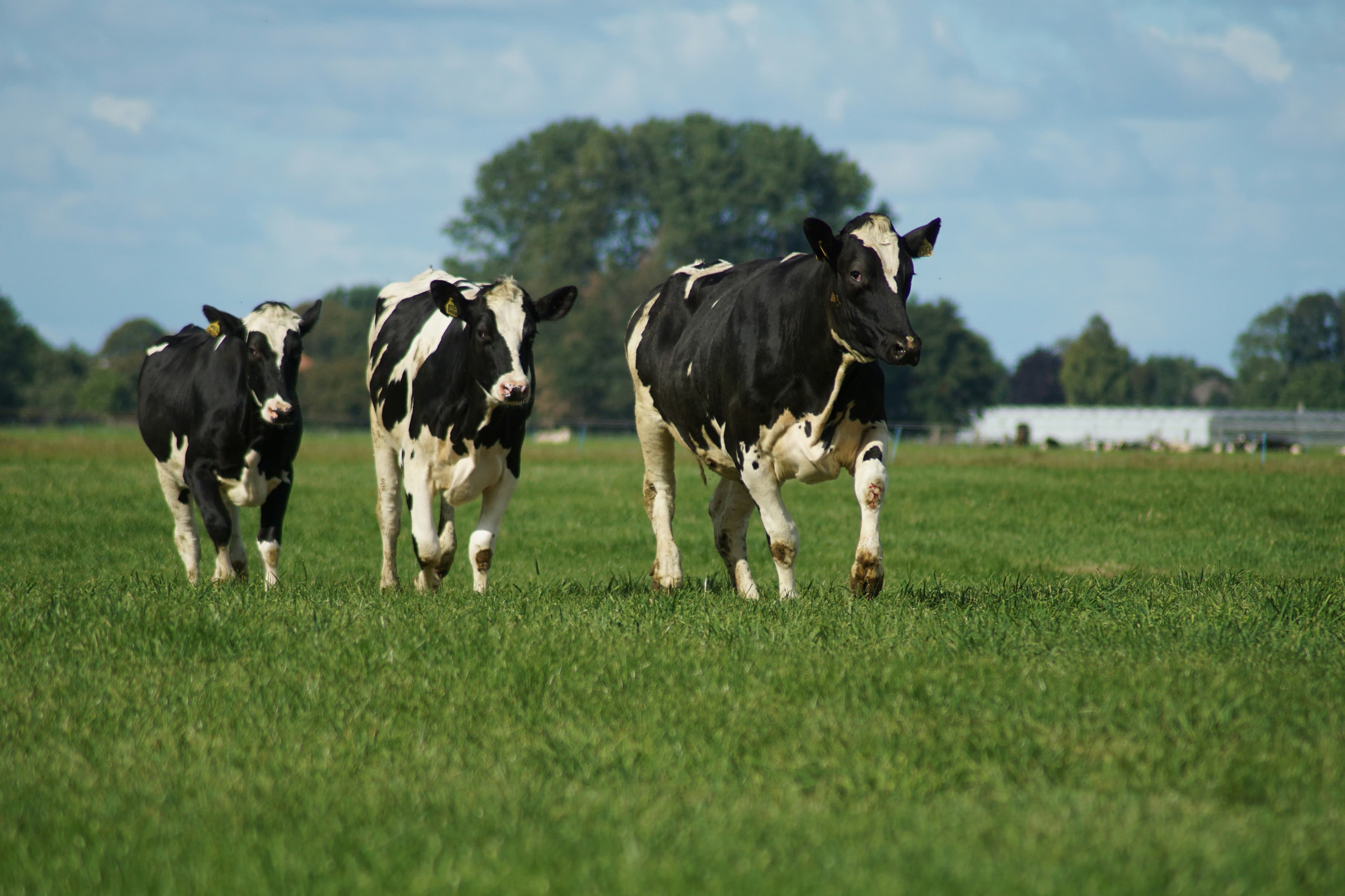 Curious cow close-up in the field