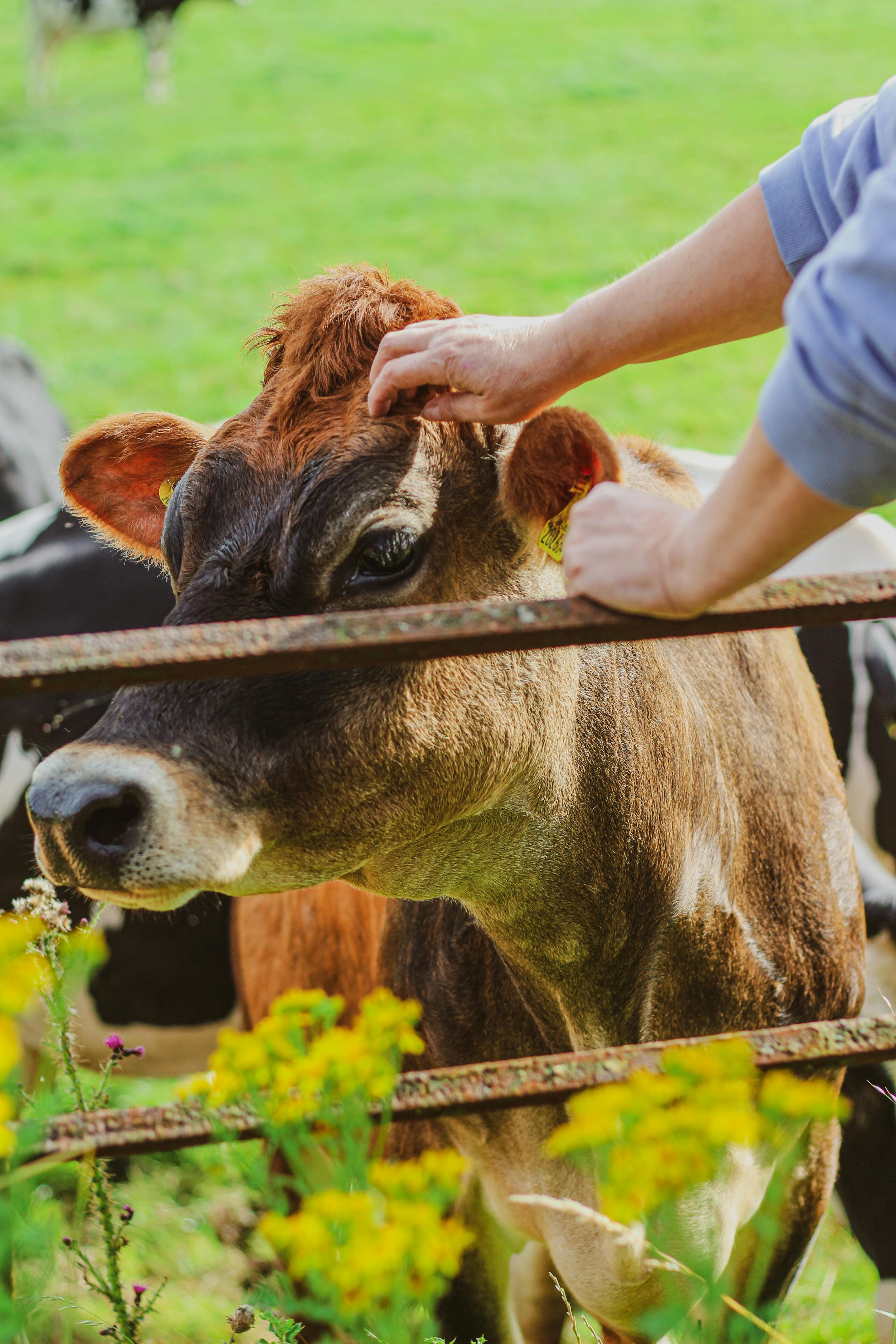 Grass-fed cows at ZabihaHala MI Farm