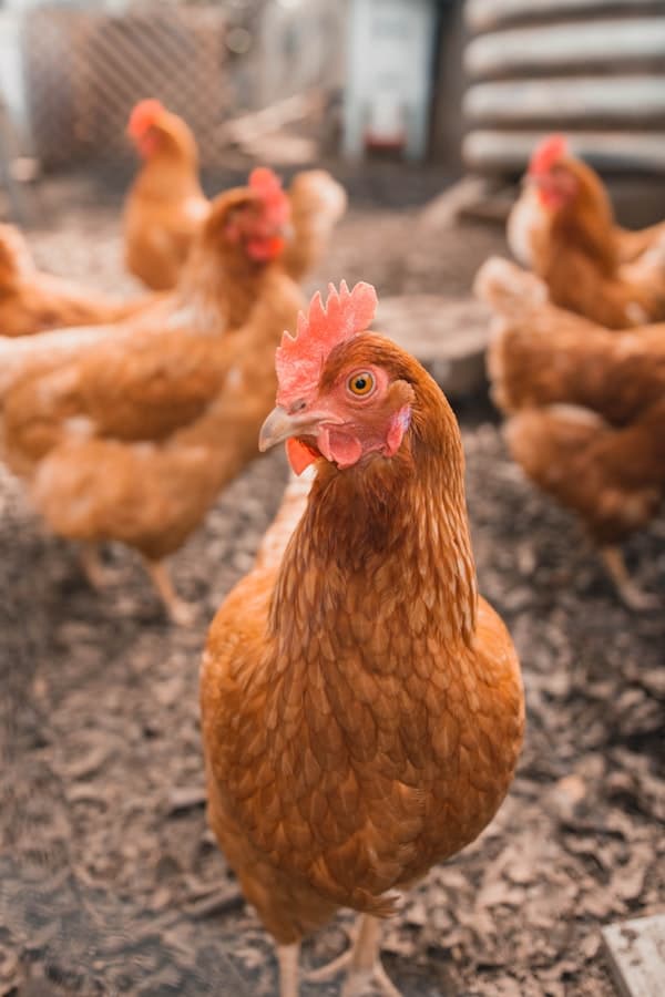 Hen standing in the farmyard with other chickens behind