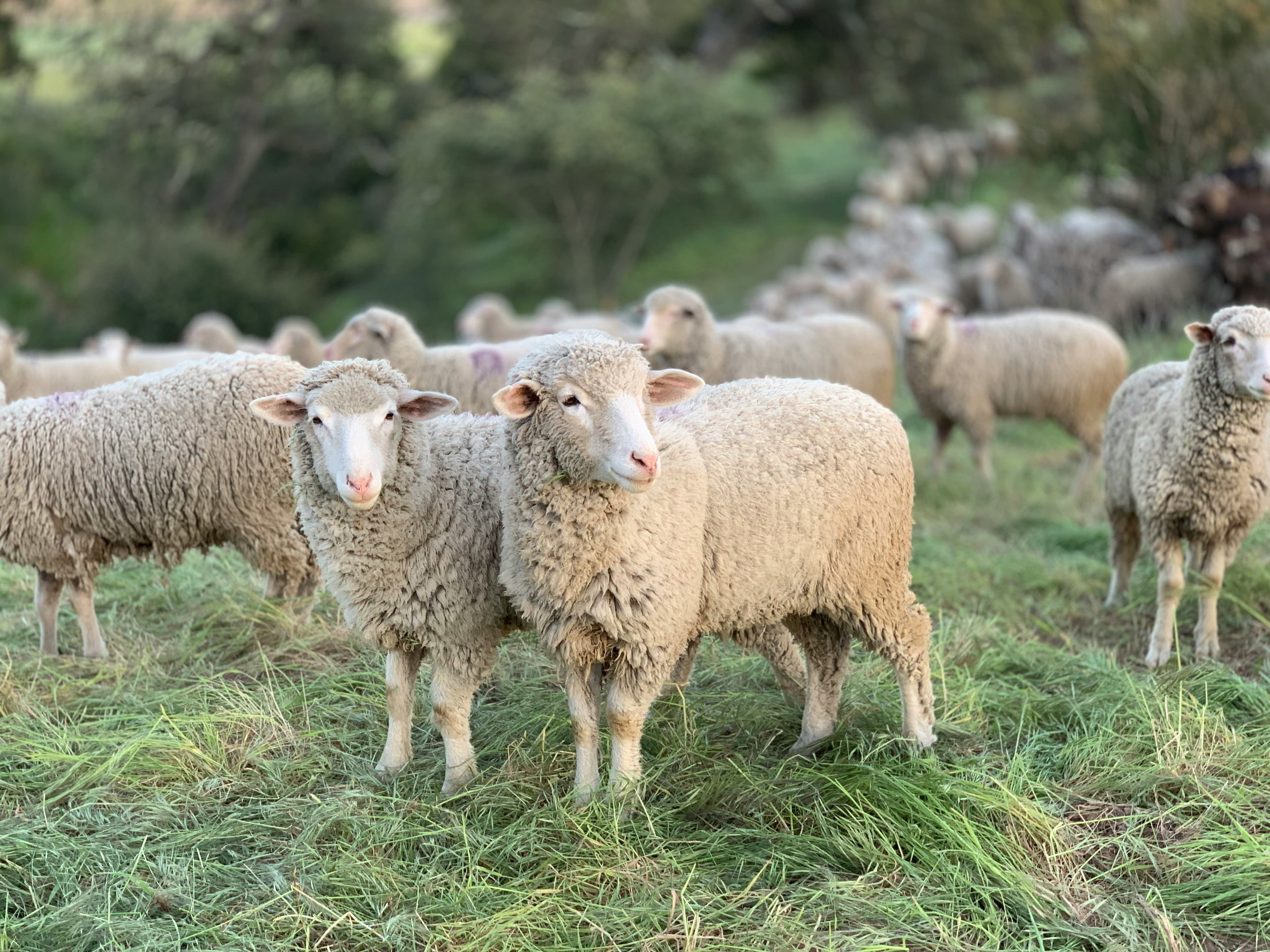 Pasture-raised lambs grazing in the field